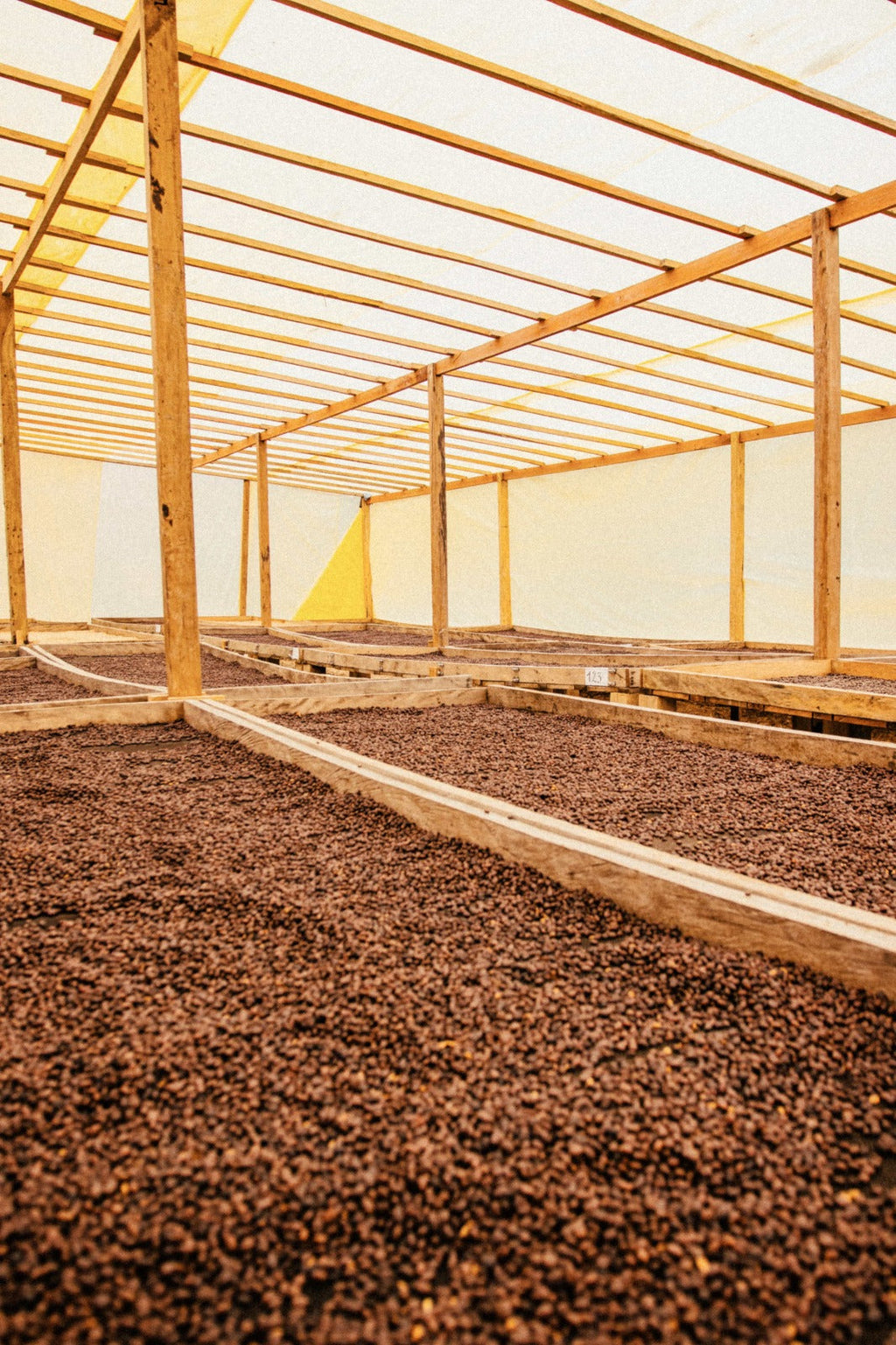 Bolivia Caranavi Rosita Geisha